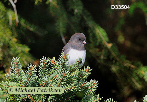 Dark-eyed Junco (Junco hyemalis)